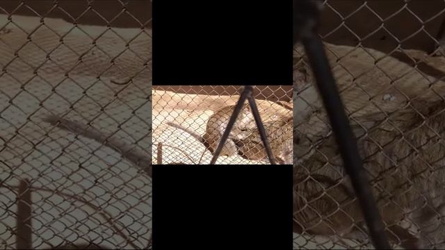 Зубры в Витебском зоопарке. "aha ha life" Monkeys in Vitebsk Zoo. Витебск 974. Прогулки по Витебску