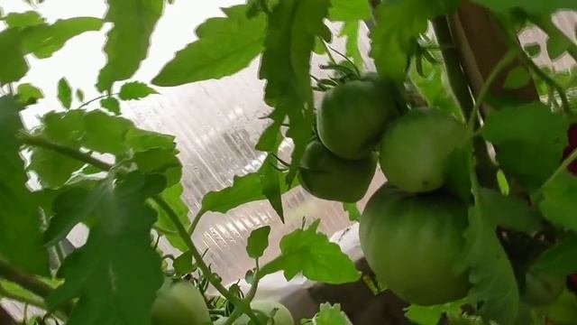 Удалять лишние листья у томатов? Эти - обязательно! Ольга Чернова.