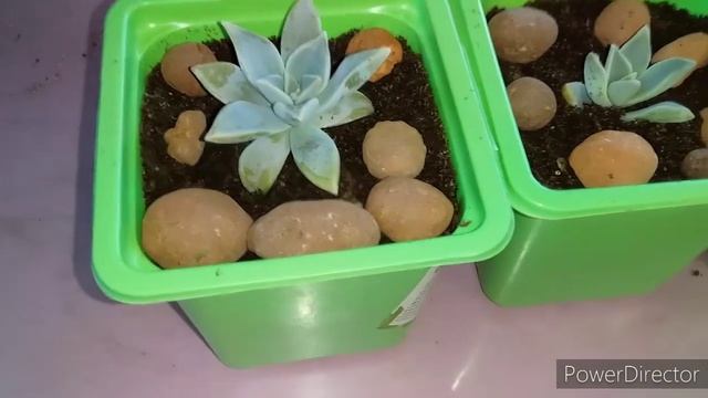 Суккуленты из Листика//Как Размножать Суккуленты//Эчеверия размножение Листом,Черенком смотреть онлайн