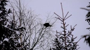 Тетерев-Косач на дневной кормёжке
