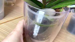 корни орхидей КУЧЕЙ МОМЕНТАЛЬНО НАРАСТАЮТ листья и цветоносы у орхидей в ЭТОМ дорогом субстрате