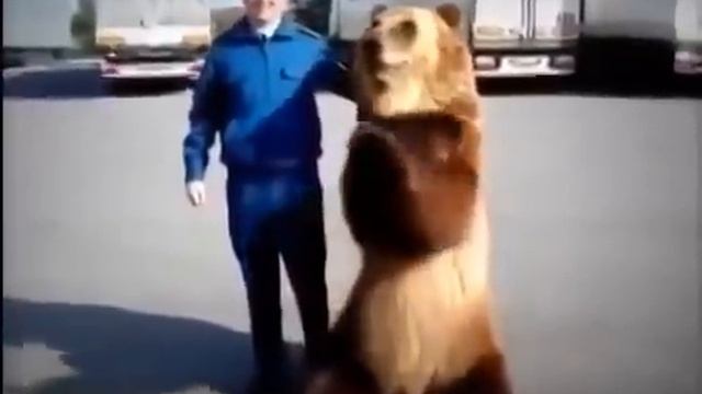 Bear смотреть онлайн