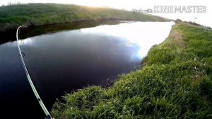 ЩУКА меня не совру отымела.Река Дубна Рыбалка Московская обл.