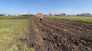 Как копают картошку трактором