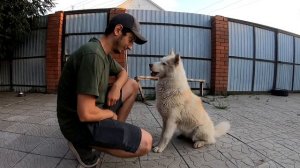 МОЖНО ЛИ ДАВАТЬ СОБАКЕ СЫР