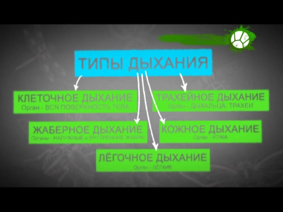 Природоведение. Кто как дышит
