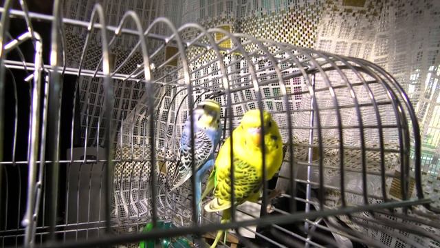 Волнистые попугайчики. Новые домашние попугаи. Новоселье попугаев. Наши новые питомцы.
