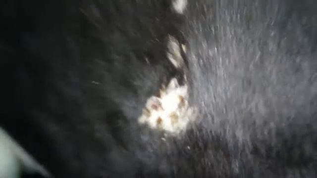 trichophytosis cattle. трихофития КРС смотреть онлайн