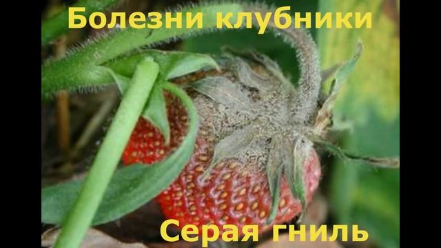 ВЕСЕННЯЯ ОБРАБОТКА КЛУБНИКИ для БОЛЬШОГО УРОЖАЯ смотреть онлайн