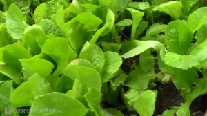 Теплые высокие грядки ИТОГИ за 3 года Стоит ли делать высокие грядки / ГРЯДКИ-КОРОБА / Тёплые грядк