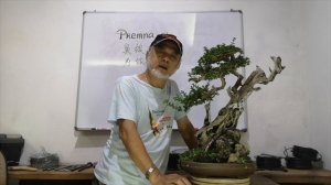 Premna Bonsai care and styling