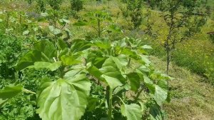 Горы.Цунта.Дагестан.Местность Тарикьаз