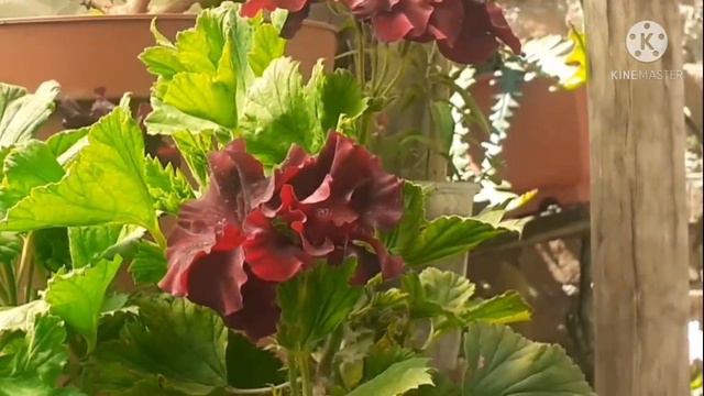 Pelargonios regal/ Geranios hermosos 😍♥️♥️♥️ смотреть онлайн