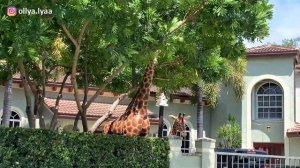 Как живут СРЕДНИЕ американцы? Обзор домов в семейном районе США, Флорида, Майами. Жизнь в США 2021