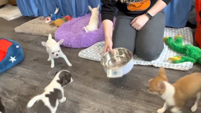 Щенки чихуахуа. Обзор семьи ЧИХУАХУА. Щенки чихуа с доставкой. Chihuahua, puppy Chihua, chivava