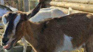 Продаю коз. Сокращаю поголовье.