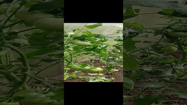 помидоры в теплице
