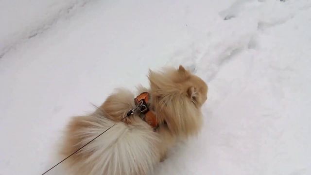 Арчи гуляет. И у меня появилась заставка смотреть онлайн