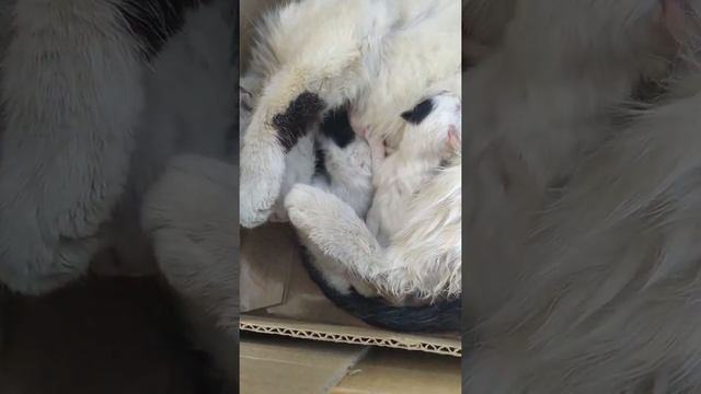 Новорождённые котята смотреть онлайн