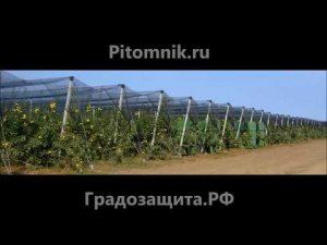 Противоградовая сетка, антиградобойные сетки, антиградовые установки