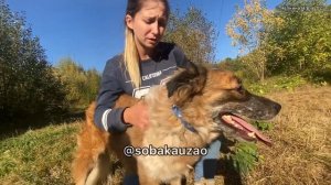 Банти из приюта «Щербинка» «домашний пуфик» ищет хозяев! Проект Собака Юзао