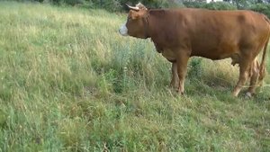 кормим коровку на лугу