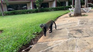 Baobab Beach Resort & Spa Kenia Diani Beach