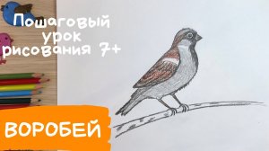 Воробей рисунок. Рисунок воробья. Растрепанный воробей рисунок. Как нарисовать воробья.