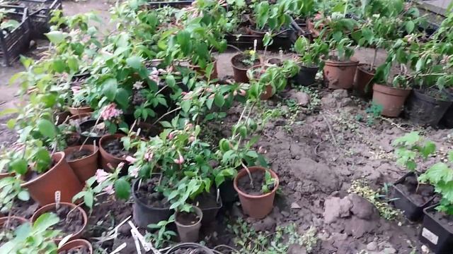 Магнолия. Зимовка однолетнего сеянца смотреть онлайн