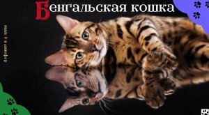 Алфавит в 4 лапы/Б: Бенгальская кошка/История породы/характер/отличительные черты и качества