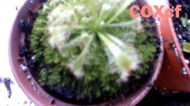 Росянка Растение Хищник COXcf