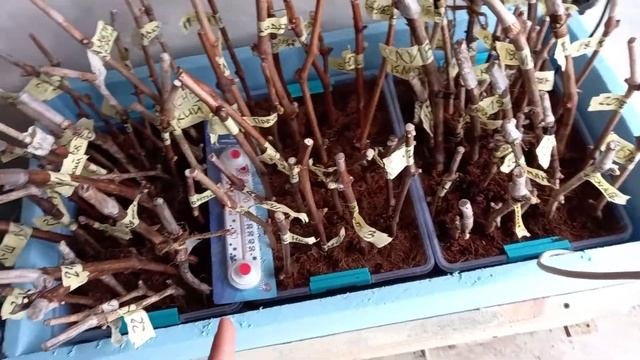 Как сделать кильчеватор для проращивания черенков винограда и других растений.