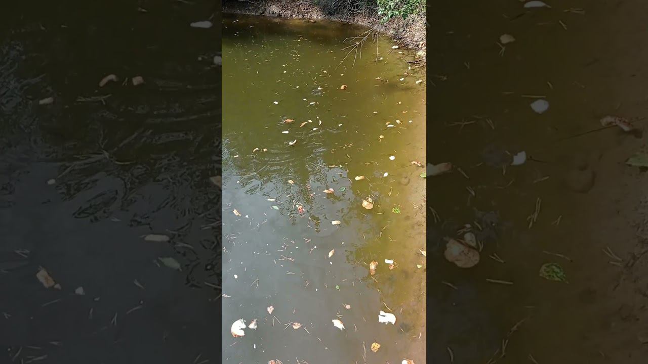 РАЗВЁЛ "ПИРАНИЙ" В СВОЁМ ПРУДУ #shorts смотреть онлайн