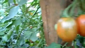 Томаты Бразильские в открытом грунте на 19 августа