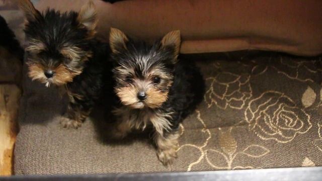 Мультики. Щенки Йоркширского терьера, 2 мес, мини. SALE!!!! смотреть онлайн