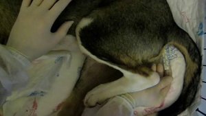 Измерение температуры у животных.