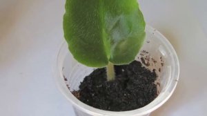 Способы размножения Фиалки. Как размножить Фиалку узамбарскую.