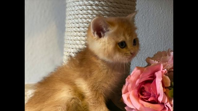 ?КАК УХАЖИВАТЬ ЗА КОТЯТАМИ С РОЖДЕНИЯ 1 ЧАСТЬ?ДО 3_Х МЕСЯЦЕВ?GOLDEN KITTENS?ЗОЛОТАЯ КОШКА?