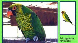 Лори. Лорикет. Попугай. Голоса птиц