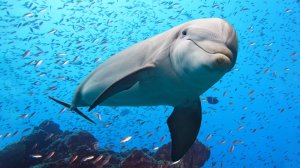 Глубокий сон за 30 минут ★︎ Устранение подсознательного негатива ★︎ Исцеление разума, тела и души