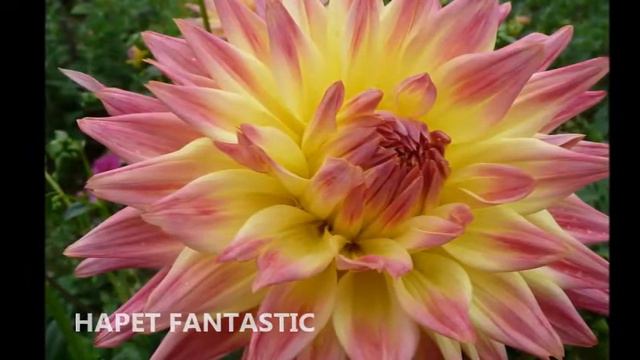 Dalie Stanisława 3 смотреть онлайн