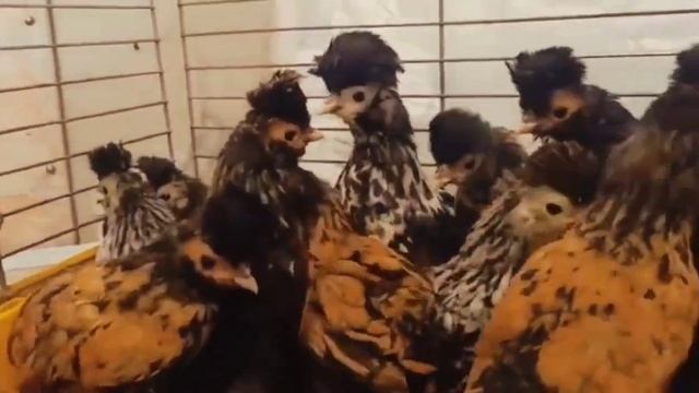 Павловские цыплята! Погода в Санкт-Петербурге, весна 29.03.23❄ смотреть онлайн