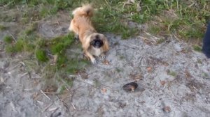 Затерянный  мир  посёлка  Керва