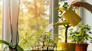 Правильный уход за комнатными растениями весной