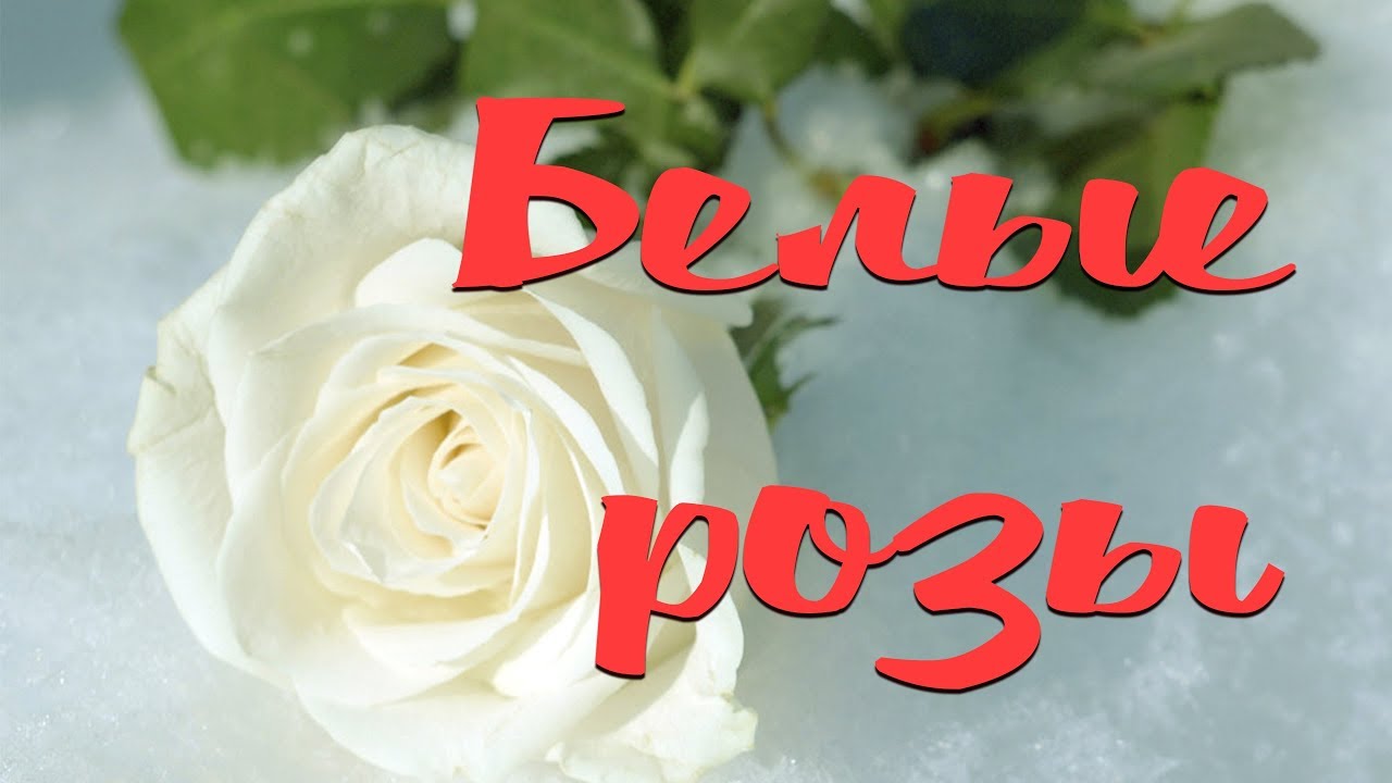 БЕЛЫЕ РОЗЫ / Разбор на гармони по цифрам
