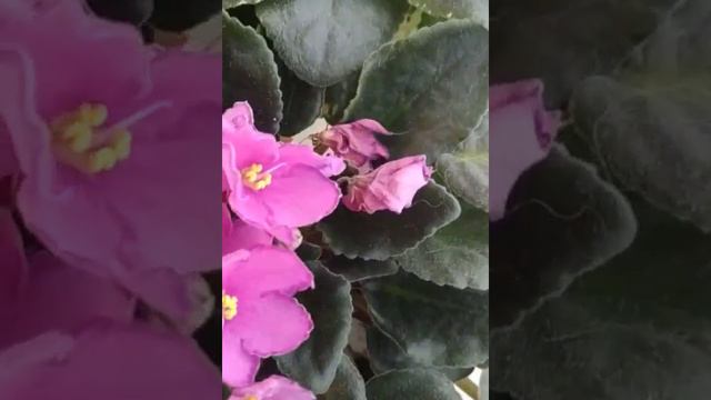 фиалка "Фламинго" смотреть онлайн