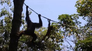 Free-Ranging Orangutans (Singapore Zoo) / Открытый Вольер Орангутанов (Сингапурский Зоопарк)