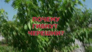 ОТЧЕГО ГИБНУТ НАШИ ЧЕРЕШНИ?