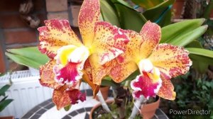 Долгожданное цветение орхидеи Каттлея. Blc. Waiane Leopard × Blc. Hawaiian Galaxy