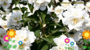 Чубушник лемуана Монт Бланк. Краткий обзор, описание характеристик philadelphus lemoine Mont Blanc